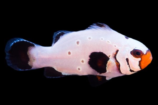 Amphiprion ocellaris - Frostbite Clownfisch